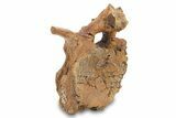 Hadrosaur (Edmontosaurus) Proximal Caudal Vertebra - Wyoming #292611-5